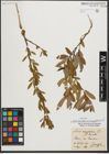 Foto von Salix triandra subsp. amygdalina (L.) Schübl. & G. Martens
